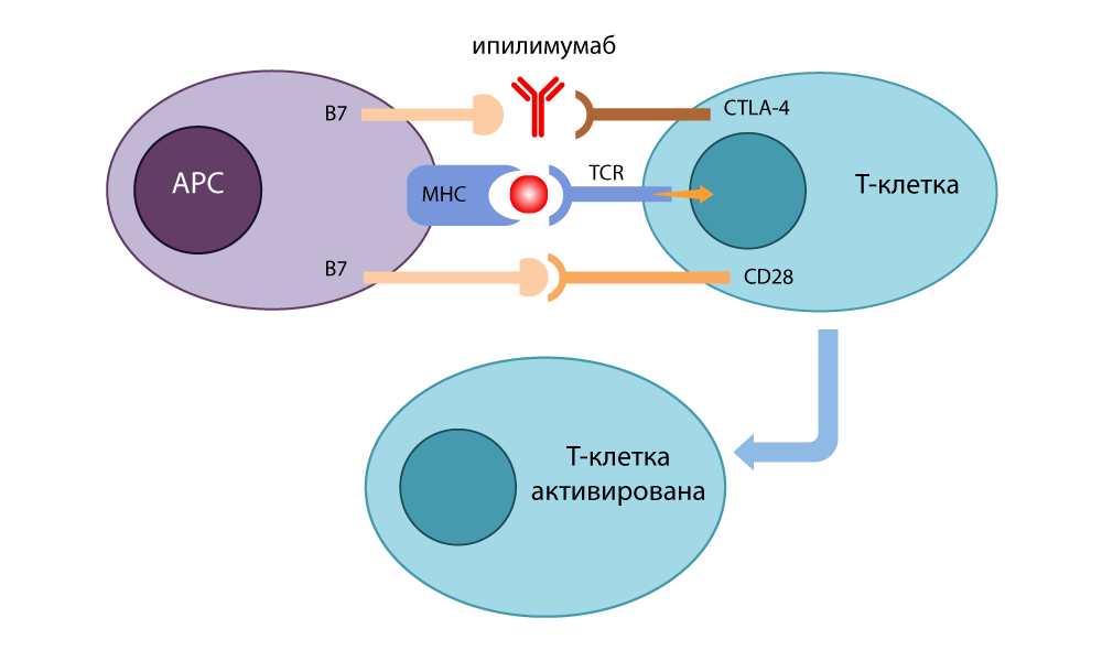 ingibitor