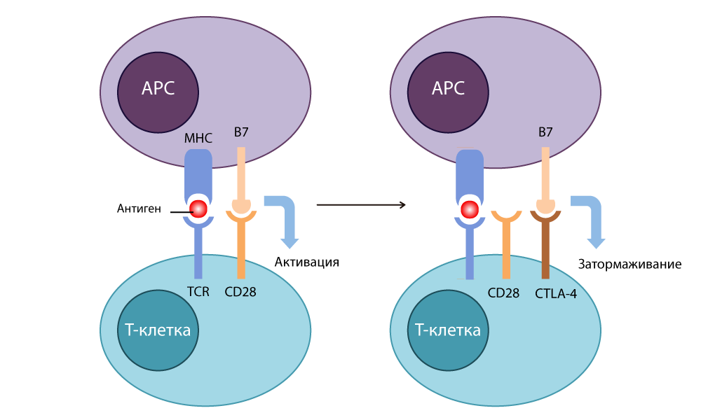 ctla4