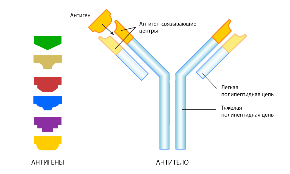antitelo