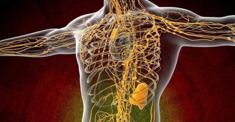 lymph