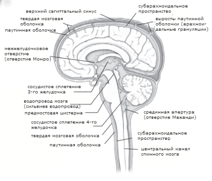 мозг2