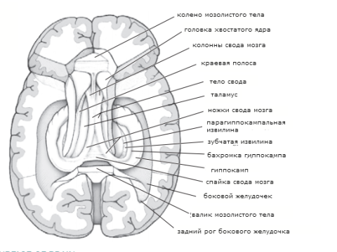 мозг4