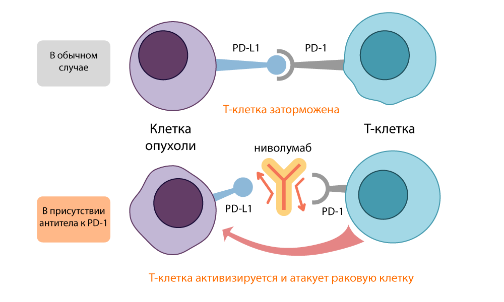pdl1